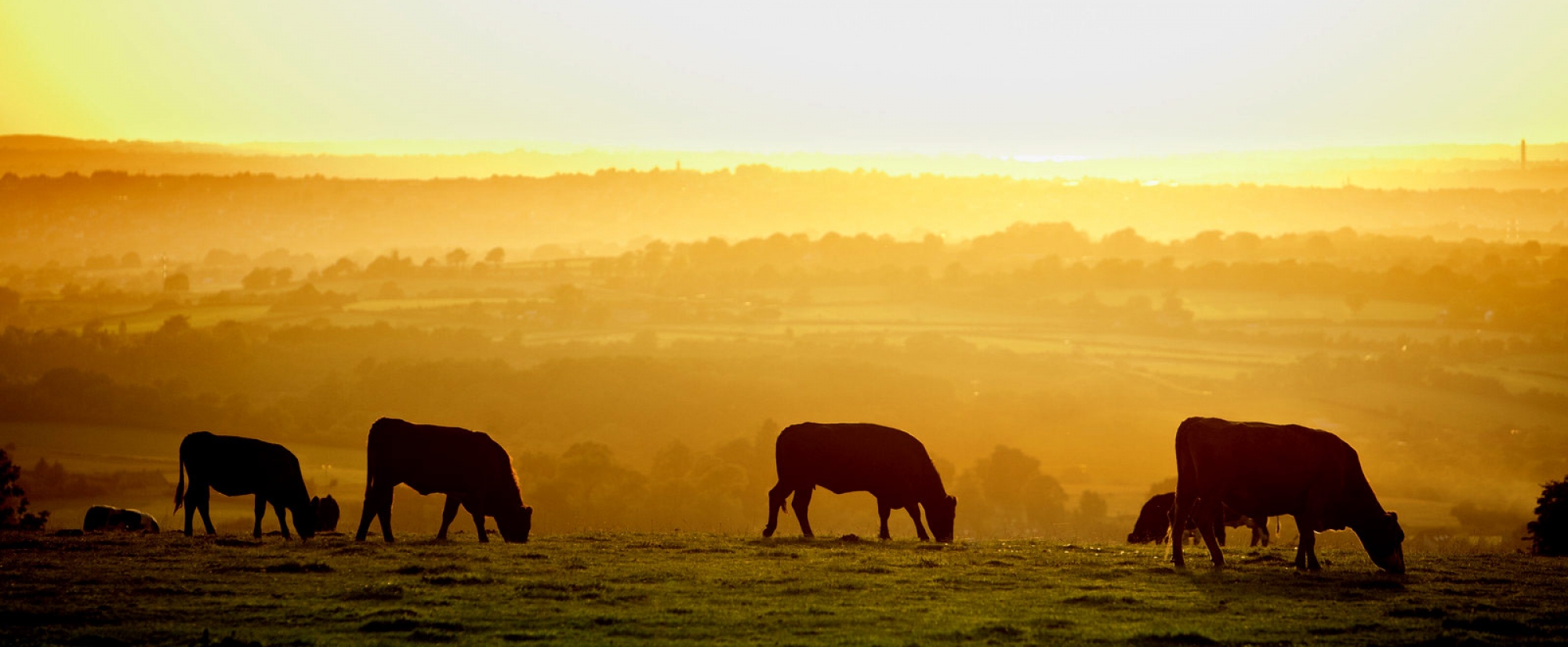hero-why-grass-fed
